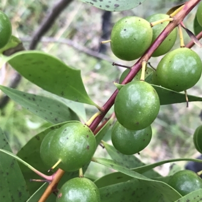 Persoonia levis (Broad-leaved Geebung) at Wingecarribee Local Government Area - 14 Nov 2021 by Tapirlord