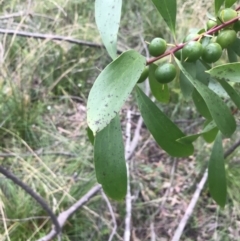 Persoonia levis at Bundanoon, NSW - 14 Nov 2021