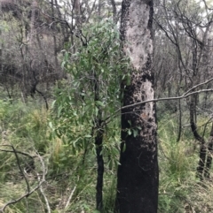 Persoonia levis at Bundanoon, NSW - suppressed