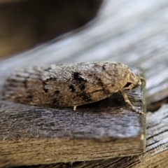 Philobota philostaura at Cook, ACT - 29 Nov 2021