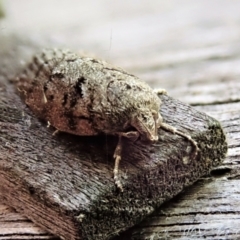 Philobota philostaura at Cook, ACT - 29 Nov 2021