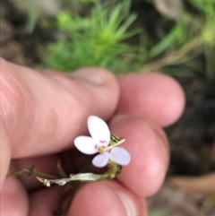 Stylidium laricifolium (Giant Triggerplant, Tree Triggerplant) at Wingecarribee Local Government Area - 14 Nov 2021 by Tapirlord