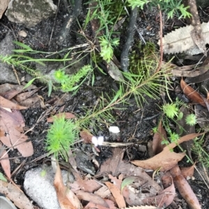 Stylidium laricifolium at Bundanoon, NSW - 14 Nov 2021