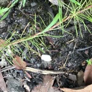 Stylidium laricifolium at Bundanoon, NSW - 14 Nov 2021