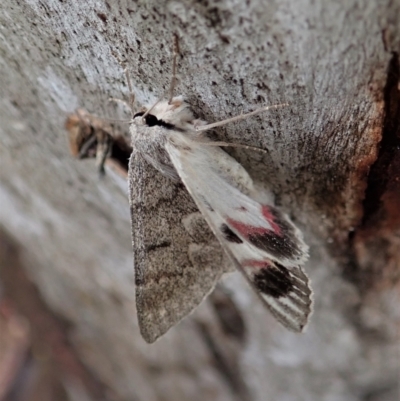 Crypsiphona ocultaria (Red-lined Looper Moth) at Mount Painter - 25 Nov 2021 by CathB