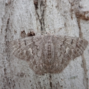 Crypsiphona ocultaria at Cook, ACT - 26 Nov 2021