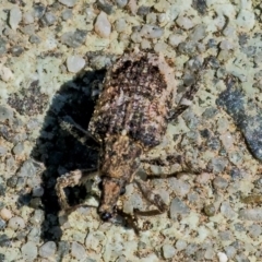 Ethemaia sellata (Grey-banded leaf weevil) at QPRC LGA - 2 Dec 2021 by WHall