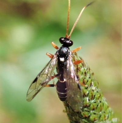 Ichneumonidae (family) (Unidentified ichneumon wasp) at Molonglo Valley, ACT - 1 Dec 2021 by CathB