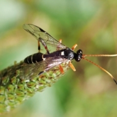 Ichneumonidae (family) at Molonglo Valley, ACT - 1 Dec 2021