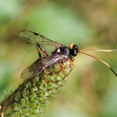 Ichneumonidae (family) at Molonglo Valley, ACT - 1 Dec 2021