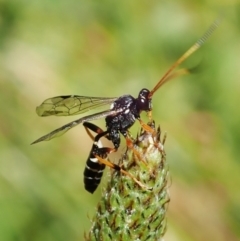 Ichneumonidae (family) at Molonglo Valley, ACT - 1 Dec 2021