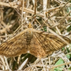 Scopula rubraria (Reddish Wave, Plantain Moth) at QPRC LGA - 4 Dec 2021 by WHall