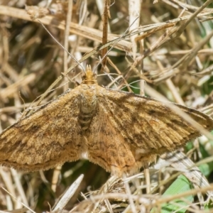 Scopula rubraria at Googong, NSW - 4 Dec 2021 11:44 AM