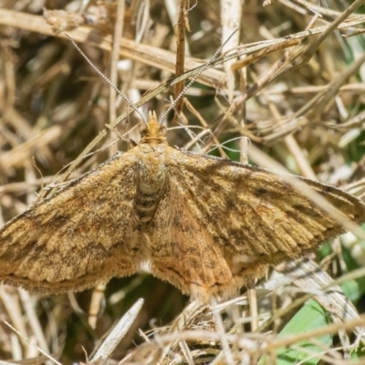 Scopula rubraria (Reddish Wave, Plantain Moth) at Googong, NSW - 4 Dec 2021 by WHall