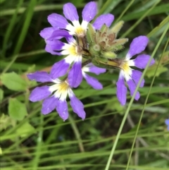 Scaevola aemula (Common Fan-flower) at Bundanoon - 14 Nov 2021 by Tapirlord