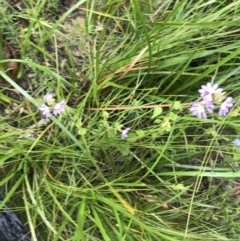 Scaevola aemula at Bundanoon, NSW - 14 Nov 2021