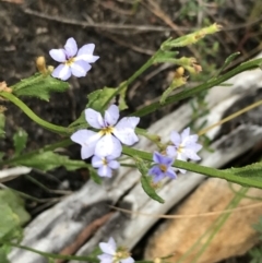 Dampiera stricta (Blue Dampiera) at Bundanoon - 14 Nov 2021 by Tapirlord