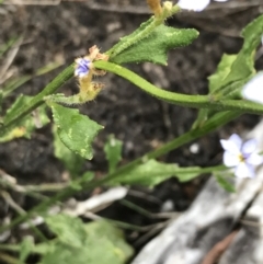 Dampiera stricta at Bundanoon, NSW - 14 Nov 2021 02:36 PM