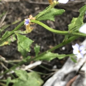 Dampiera stricta at Bundanoon, NSW - 14 Nov 2021 02:36 PM