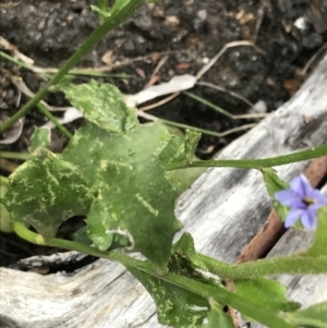 Dampiera stricta at Bundanoon, NSW - 14 Nov 2021