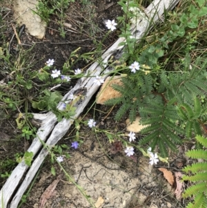 Dampiera stricta at Bundanoon, NSW - 14 Nov 2021 02:36 PM