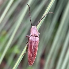 Elateridae (family) (Unidentified click beetle) at Hyams Beach, NSW - 3 Dec 2021 by AnneG1