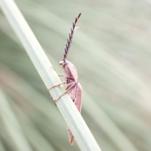 Elateridae (family) at Hyams Beach, NSW - 3 Dec 2021 03:53 PM