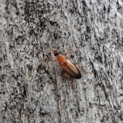 Euomma lateralis (Comb-clawed beetle) at Aranda Bushland - 28 Nov 2021 by CathB