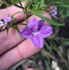 Coopernookia barbata (Purple Coopernookia) at Bundanoon, NSW - 14 Nov 2021 by Tapirlord