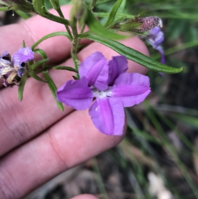 Coopernookia barbata (Purple Coopernookia) at Morton National Park - 14 Nov 2021 by Tapirlord