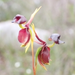 Caleana major (Large Duck Orchid) at Hyams Beach, NSW - 3 Dec 2021 by AnneG1
