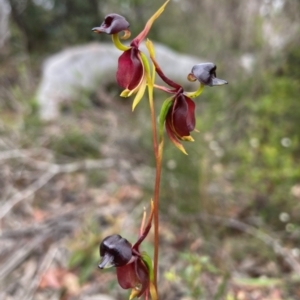 Caleana major at Hyams Beach, NSW - 3 Dec 2021