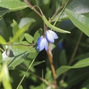 Billardiera heterophylla at Higgins, ACT - 30 Nov 2021