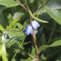 Billardiera heterophylla (Western Australian Bluebell Creeper) at Higgins, ACT - 30 Nov 2021 by AlisonMilton