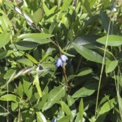 Billardiera heterophylla at Higgins, ACT - 30 Nov 2021