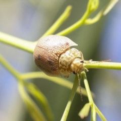 Paropsis atomaria (Eucalyptus leaf beetle) at Higgins, ACT - 29 Nov 2021 by AlisonMilton