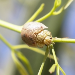 Paropsis atomaria at Higgins, ACT - 30 Nov 2021