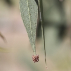 Paropsis atomaria at Higgins, ACT - 30 Nov 2021