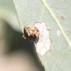 Gonipterus sp. (genus) (Eucalyptus Weevil) at Higgins, ACT - 30 Nov 2021 by AlisonMilton