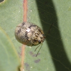 Paropsisterna laesa species complex (Laesa leaf beetle) at Higgins, ACT - 30 Nov 2021 by AlisonMilton