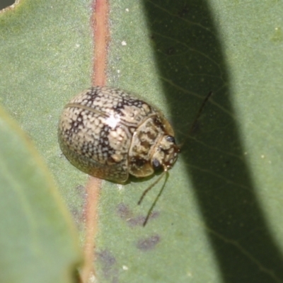Paropsisterna laesa (Laesa leaf beetle) at Higgins, ACT - 29 Nov 2021 by AlisonMilton