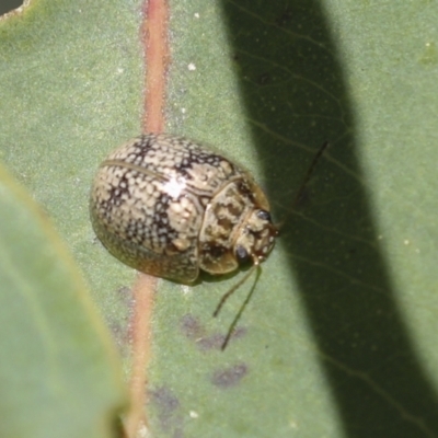 Paropsisterna laesa species complex (Laesa leaf beetle) at Higgins, ACT - 30 Nov 2021 by AlisonMilton