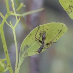 Tettigoniidae (family) (Unidentified katydid) at Higgins, ACT - 29 Nov 2021 by AlisonMilton