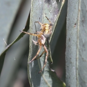 Araneinae (subfamily) at Higgins, ACT - 30 Nov 2021 11:04 AM