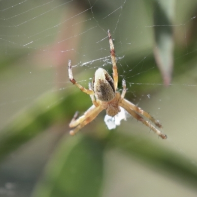 Araneinae (subfamily) (Orb weaver) at Higgins, ACT - 29 Nov 2021 by AlisonMilton