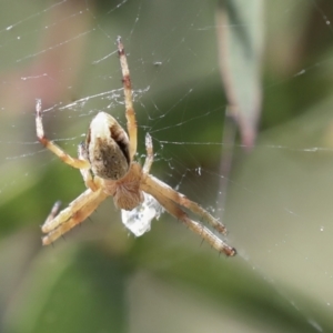 Araneinae (subfamily) at Higgins, ACT - 30 Nov 2021 10:58 AM