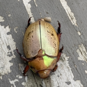 Anoplognathus olivieri at Tomakin, NSW - 4 Dec 2021