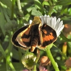 Ocybadistes walkeri (Green Grass-dart) at Wanniassa, ACT - 4 Dec 2021 by JohnBundock