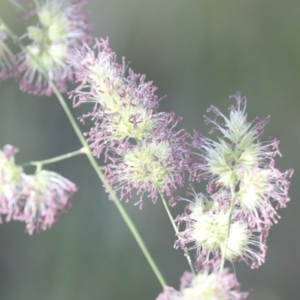 Dactylis glomerata at Higgins, ACT - 30 Nov 2021