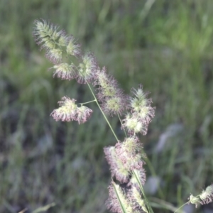 Dactylis glomerata at Higgins, ACT - 30 Nov 2021 08:23 AM